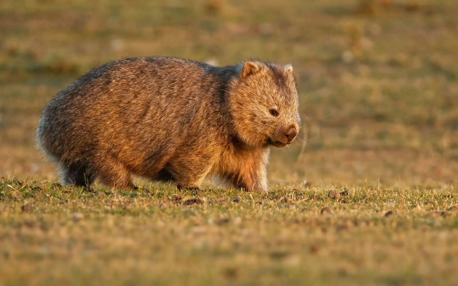 Animale selvatico della Tasmania in un paesaggio naturale con vegetazione