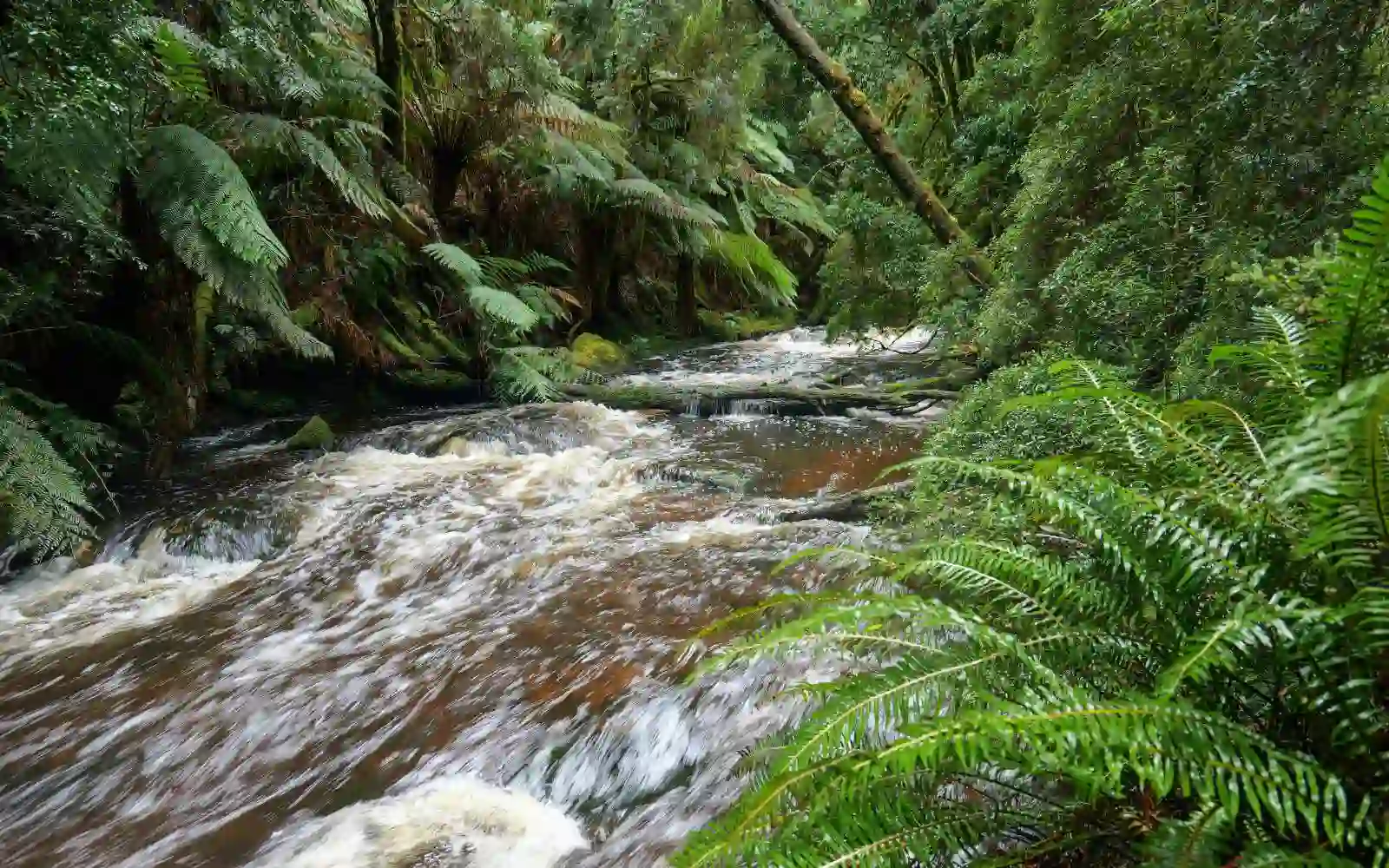 Foresta pluviale della Tasmania con vegetazione fitta e atmosfera selvaggia