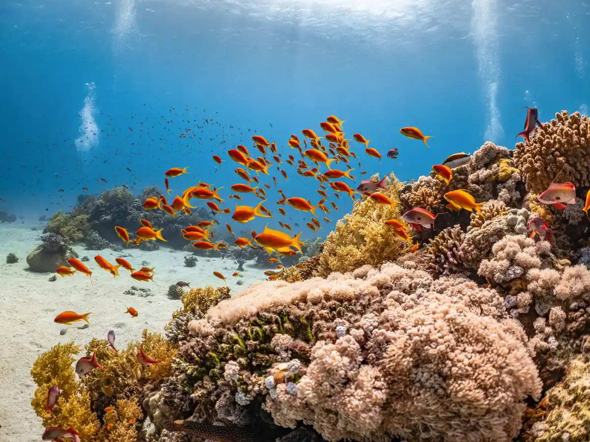 Great Barrier Reef in Australia